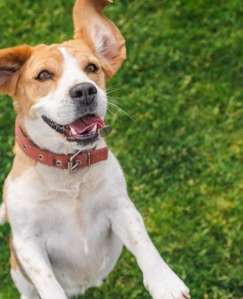 Pet Supplies & Essentials
