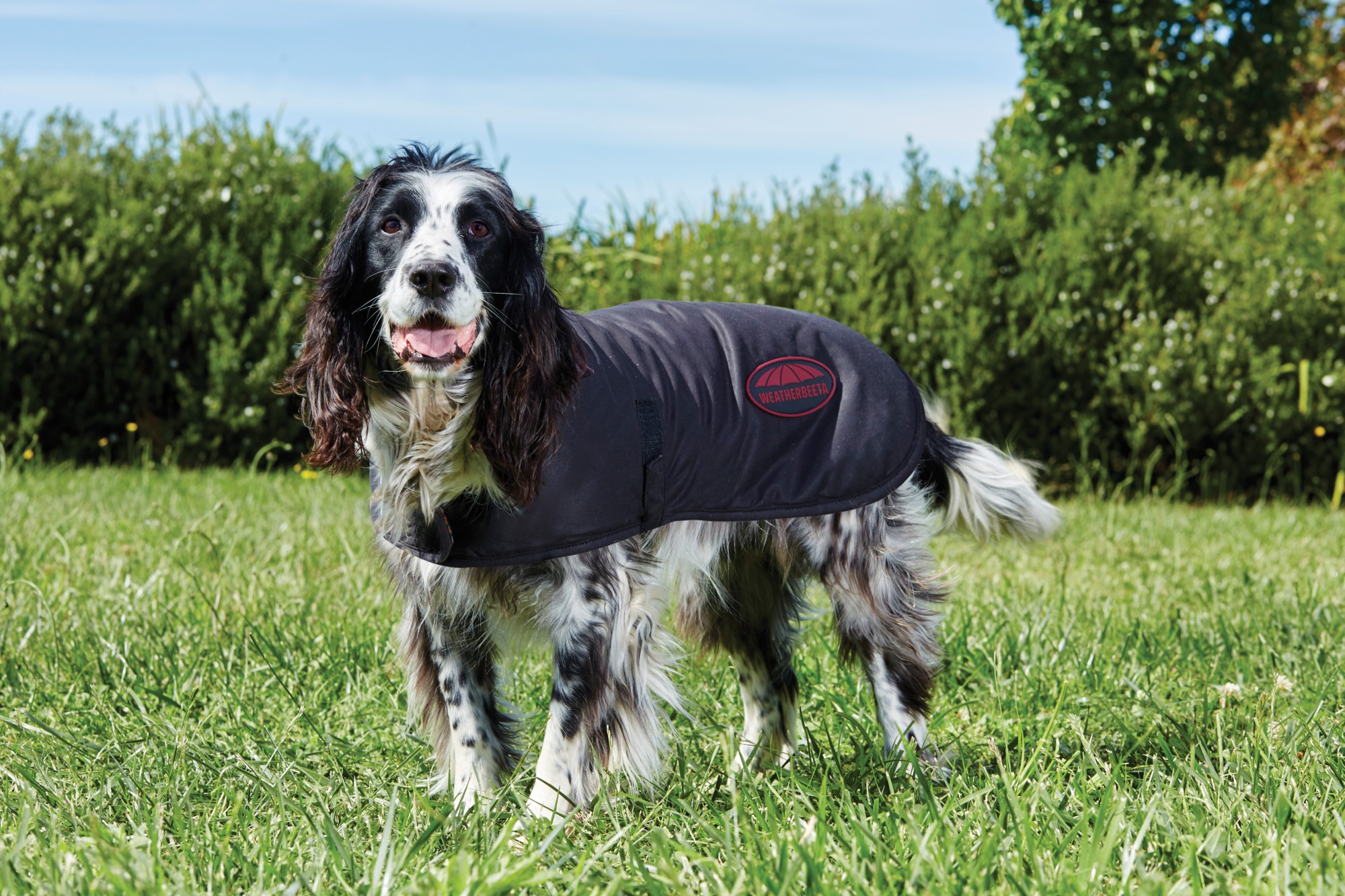 Scruffs top dog coats