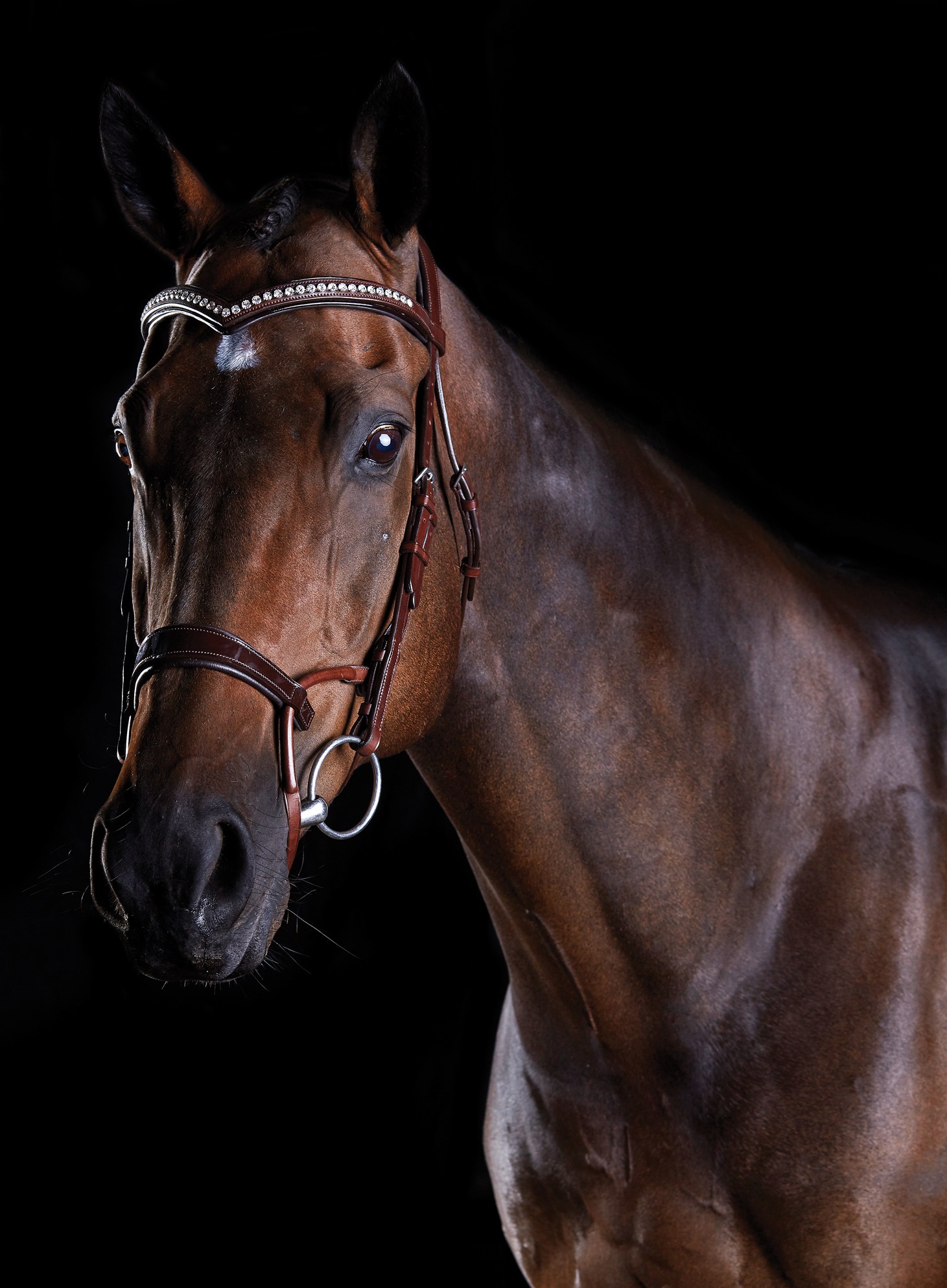 Collegiate Comfitec Patent Bridle (Brown) - Wychanger Barton