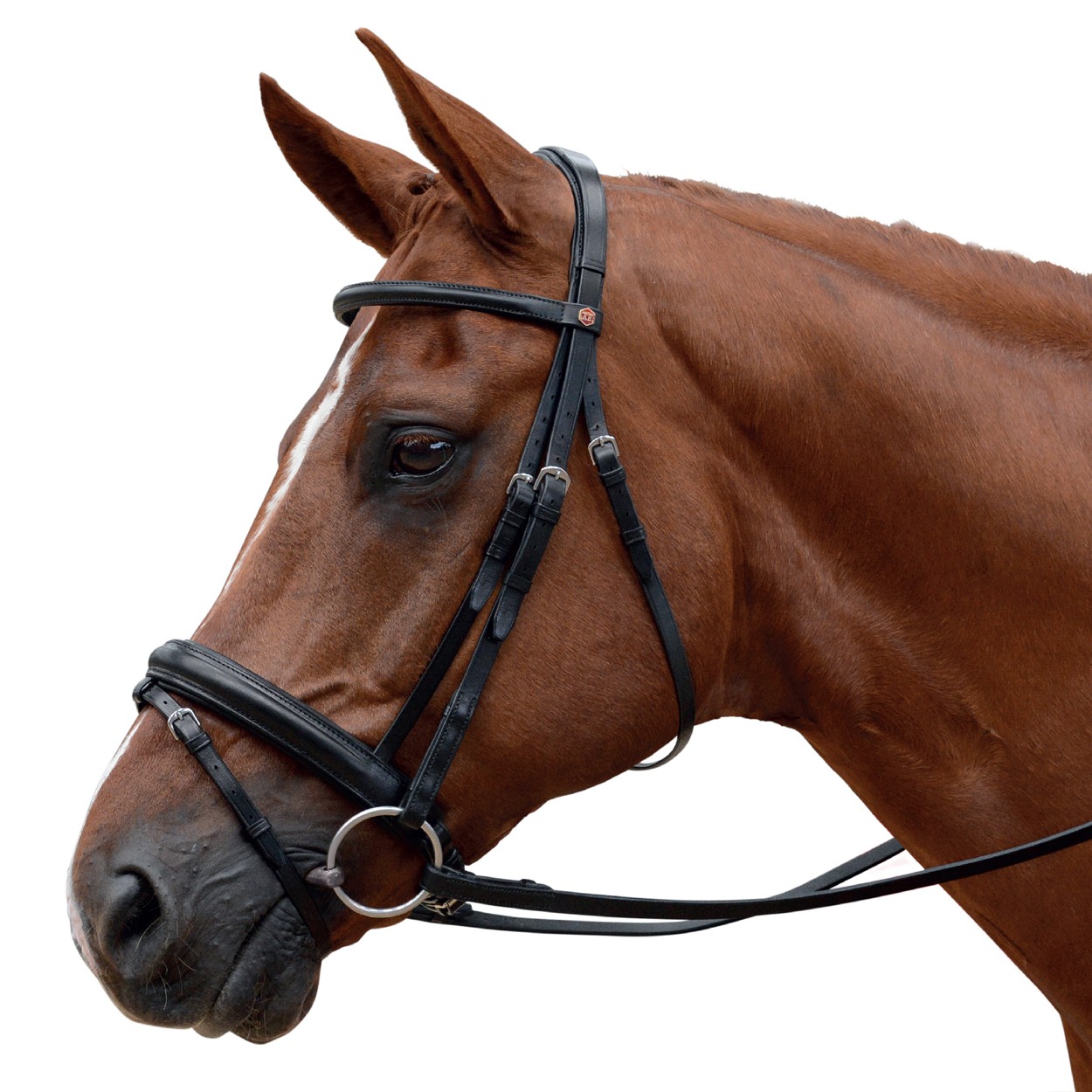 How Tight Should A Flash Noseband Be?