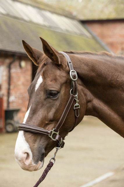 Mark Todd Leather Raised Fancy Stitch Headcollar (Havana)